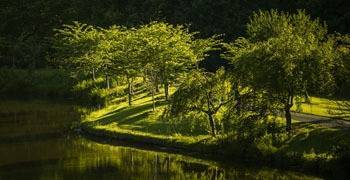 Trees overlooking lake in Virginia